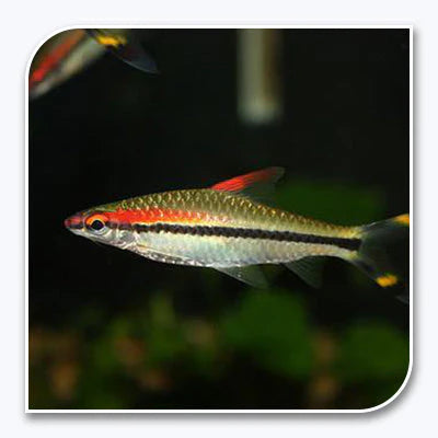 Roseline Shark Sahyadria denisonii SHARK Danaqua Live Fish & More