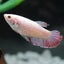 Assorted Betta Female BETTA Danaqua Live Fish & More