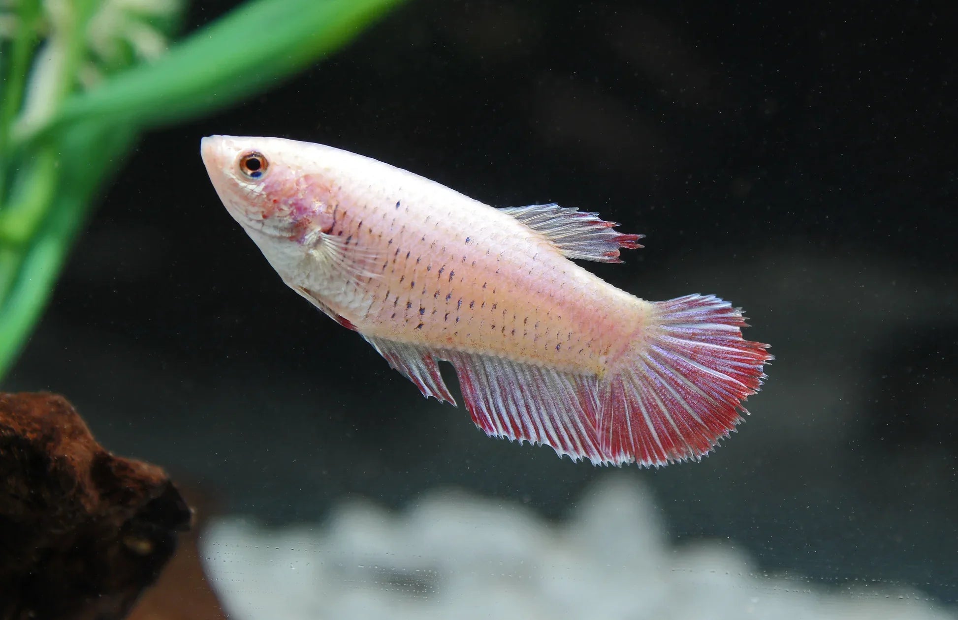 Assorted Betta Female BETTA Danaqua Live Fish & More