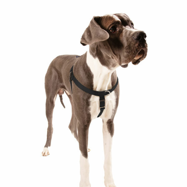 Black Freedom No-Pull Dog Harness 2 Hounds Design