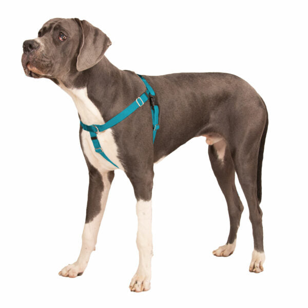 Teal Freedom No-Pull Dog Harness Freedom Harness 2 Hounds Design
