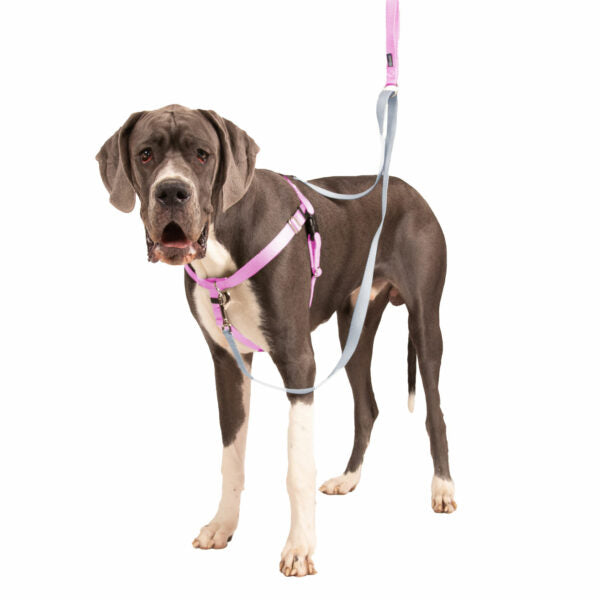 Rose Pink Freedom No-Pull Dog Harness Freedom Harness 2 Hounds Design