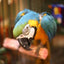 Parrot Food Sample Pack Parrot Food Bird Street Bistro