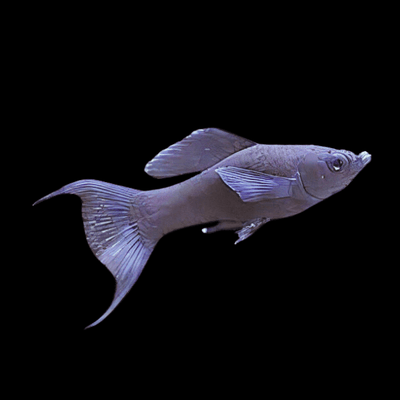Black Lyretail Molly MOLLY Danaqua Live Fish & More