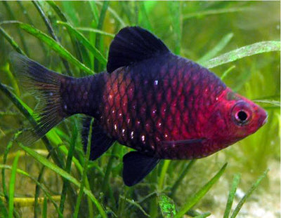 Black Ruby Barb (Pethia nigrofasciata) BARB Danaqua Live Fish & More
