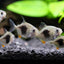 Blackberry Silver Dollar (Myleus schomburgkii) 2"-3" AMERICAN CICHLID Danaqua Live Fish & More