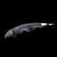 Black Ghost Knifefish KNIFEFISH Danaqua Live Fish & More