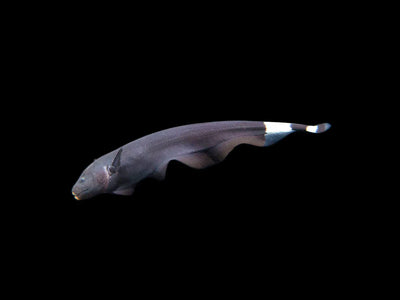 Black Ghost Knifefish KNIFEFISH Danaqua Live Fish & More