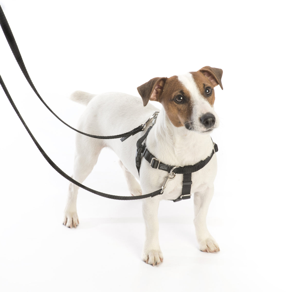 Royal Blue Freedom No-Pull Dog Harness Freedom Harness 2 Hounds Design
