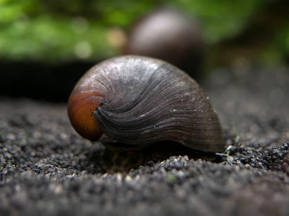 Black snails SNAIL Danaqua Live Fish & More