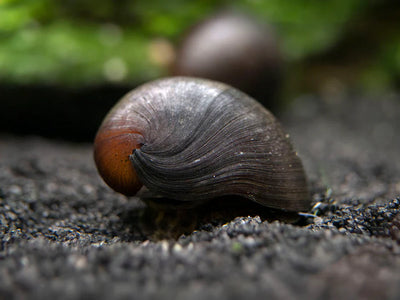 Black snails SNAIL Danaqua Live Fish & More