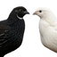 Black and White Edition Quail hatching eggs Quail Eggs Buddys Hatchery