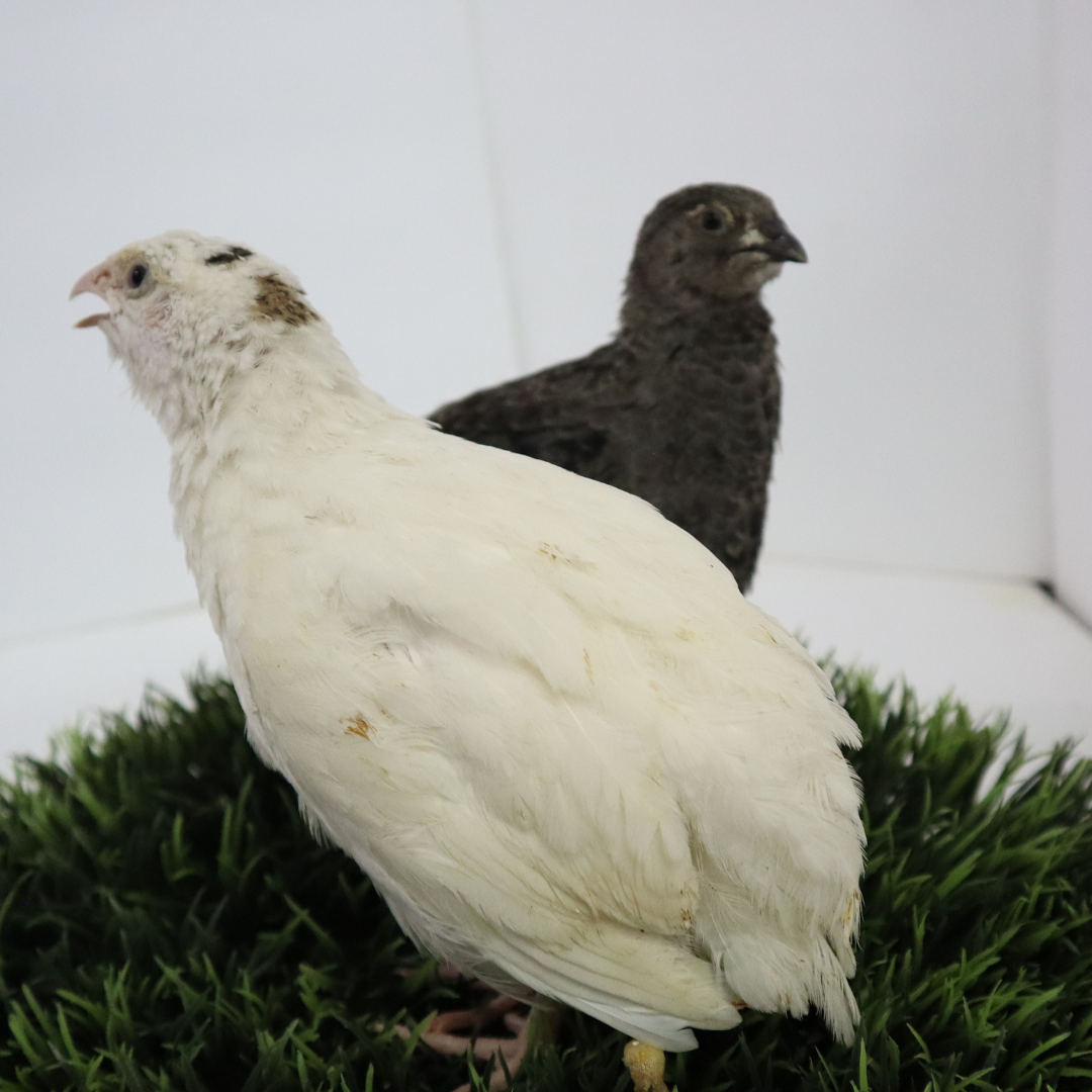 Fertile Quail Eggs – Choose Your Variety Fertile Quail Eggs Buddys Hatchery