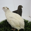 Black and White Edition Quail hatching eggs Quail Eggs Buddys Hatchery
