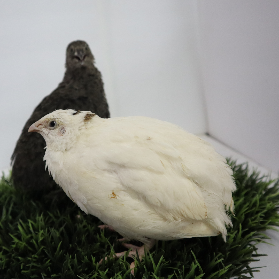 Black and White Edition Quail hatching eggs Quail Eggs Buddys Hatchery