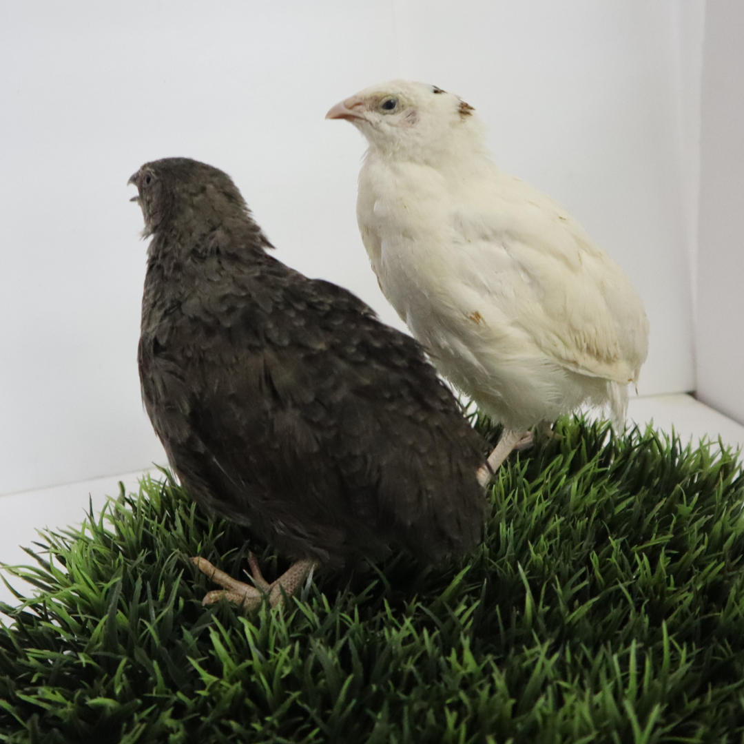 Black and White Edition Quail hatching eggs Quail Eggs Buddys Hatchery