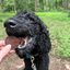 Beef Chips Dog Treats | Single-Ingredient Healthy Treats for Dogs Chip Farm To Pet