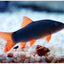 COLORED BOTIA (LOACH) LOACH Danaqua Live Fish & More