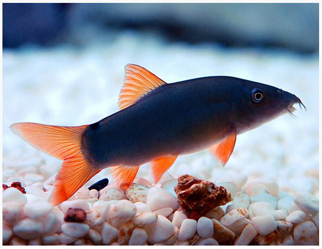 COLORED BOTIA (LOACH) LOACH Danaqua Live Fish & More