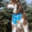 Blue Spruce Plaid Dog Bandana bandana Aria the Fox
