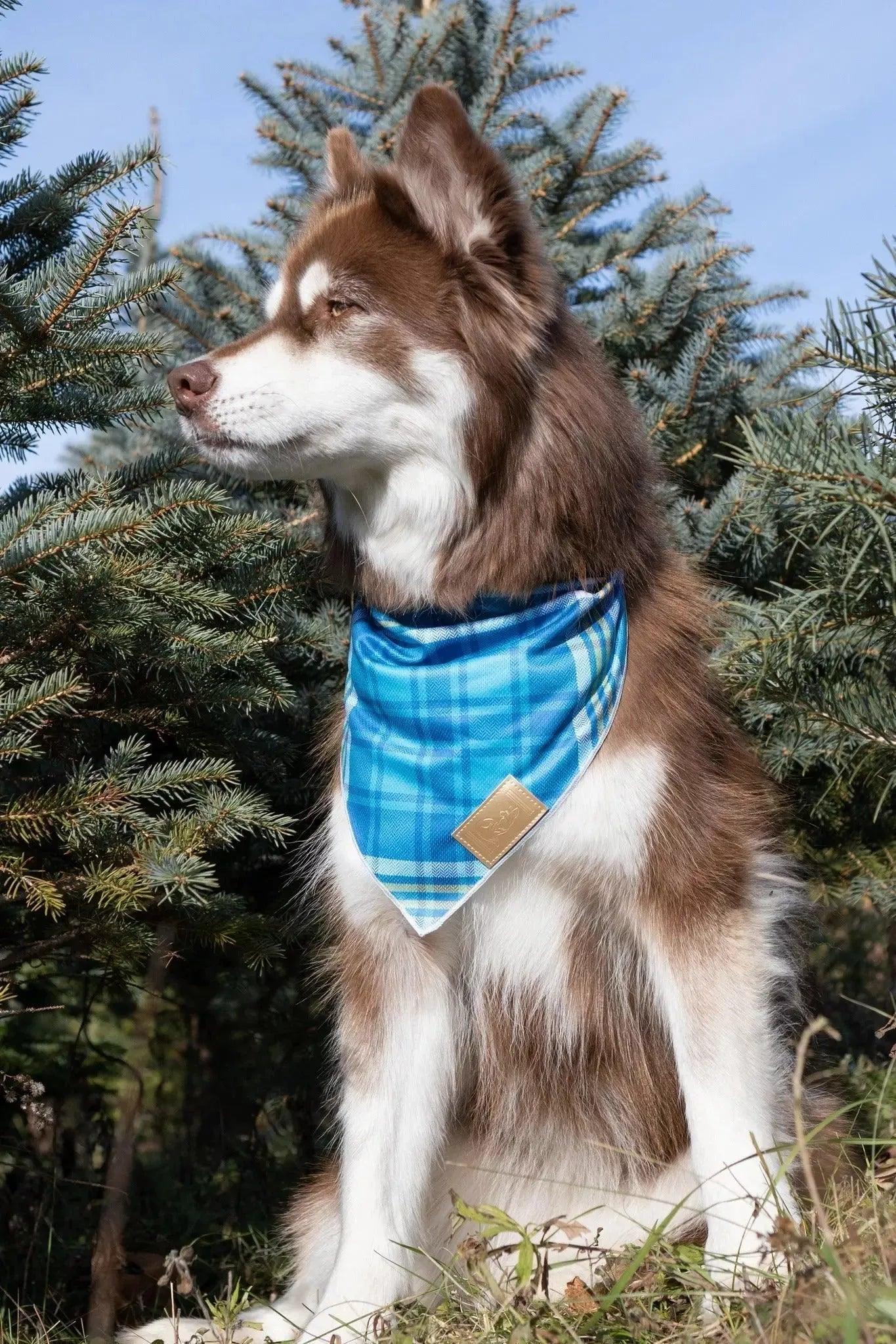 Blue Spruce Plaid Dog Bandana bandana Aria the Fox