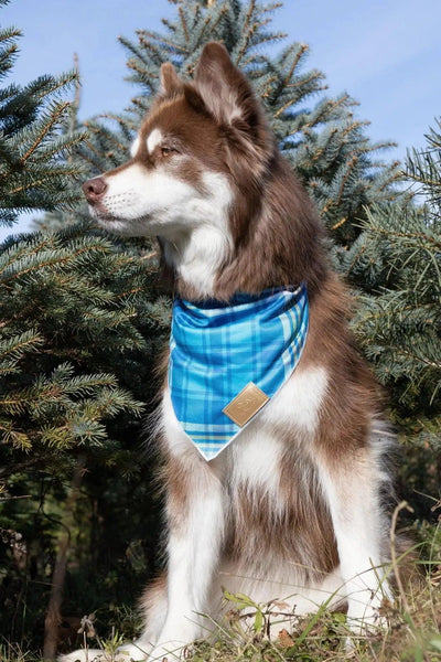 Blue Spruce Plaid Dog Bandana bandana Aria the Fox