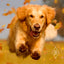 Mobility Bites 100-count jar Dog Treat Breedwise Pet Provisions