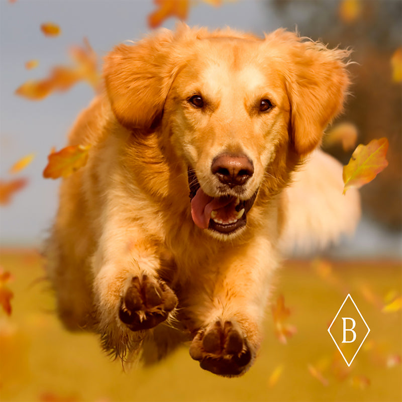 Mobility Bites 100-count jar Dog Treat Breedwise Pet Provisions