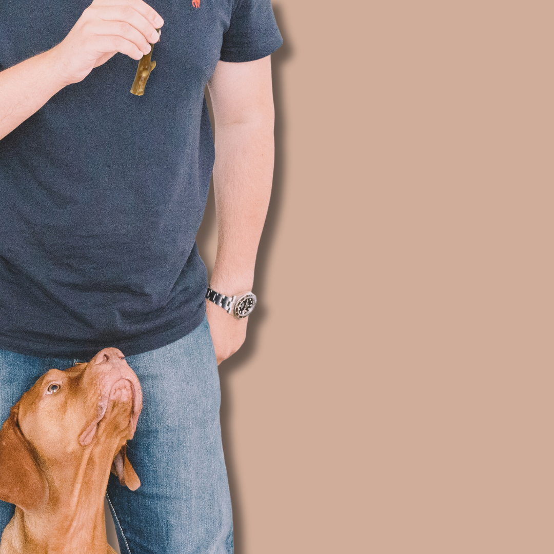 Trophy Chews™ Antler-Shaped Dental Treats Dog Treat Breedwise Pet Provisions