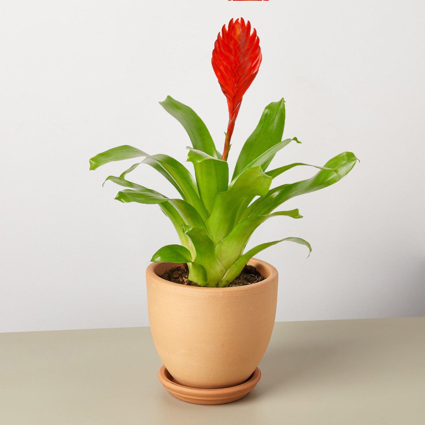 Bromeliad 'Christiane' Indoor Plants House Plant Shop