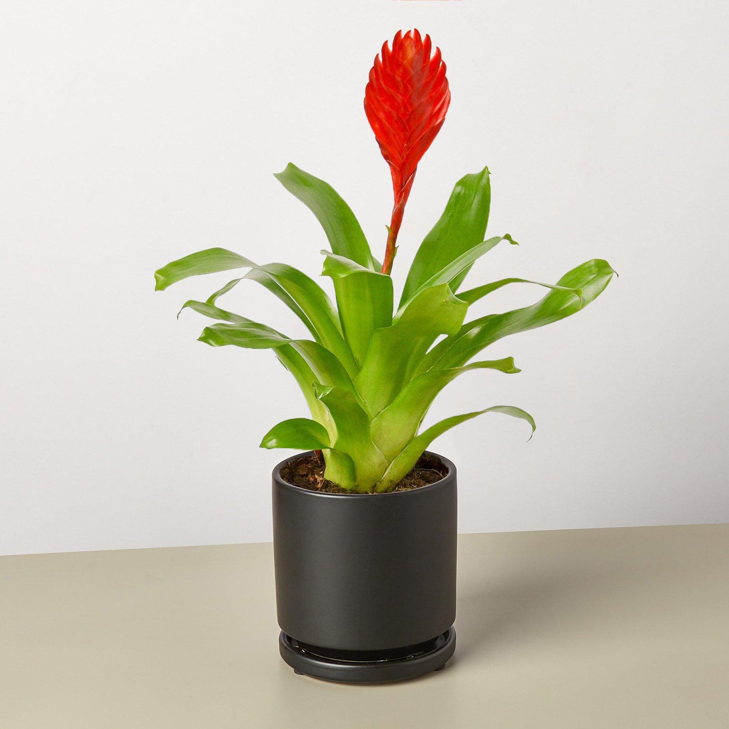 Bromeliad 'Christiane' 4" Pot Black Cylinder Indoor Plants House Plant Shop