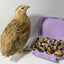 Fertile Quail Eggs – Choose Your Variety Fertile Quail Eggs Buddys Hatchery