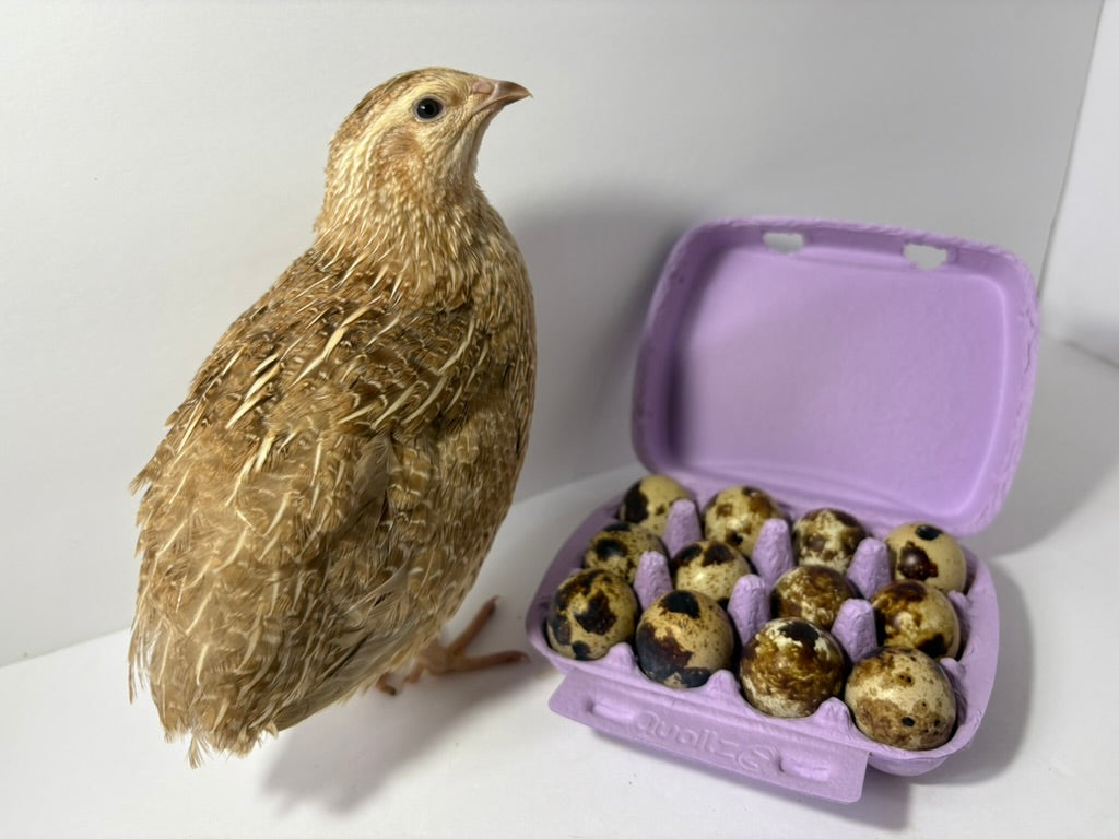 Fertile Quail Eggs – Choose Your Variety Fertile Quail Eggs Buddys Hatchery