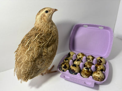 Fertile Quail Eggs – Choose Your Variety Fertile Quail Eggs Buddys Hatchery