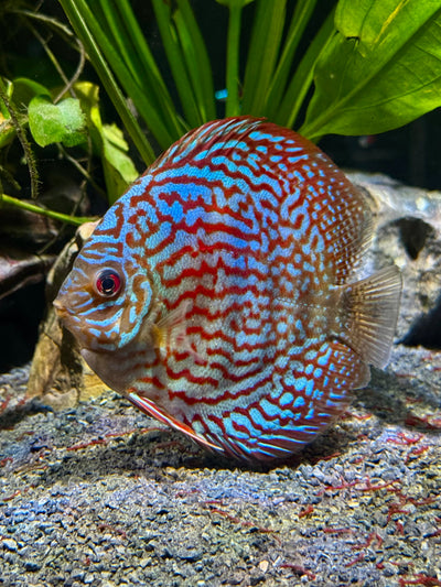 Yellow Pigeon Blood Discus DISCUS Danaqua Live Fish & More