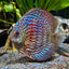 Snow White Discus (Symphysodon sp.) 4" DISCUS Danaqua Live Fish & More