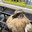 Jumbo Italian Quail Hatching Eggs Buddys Hatchery