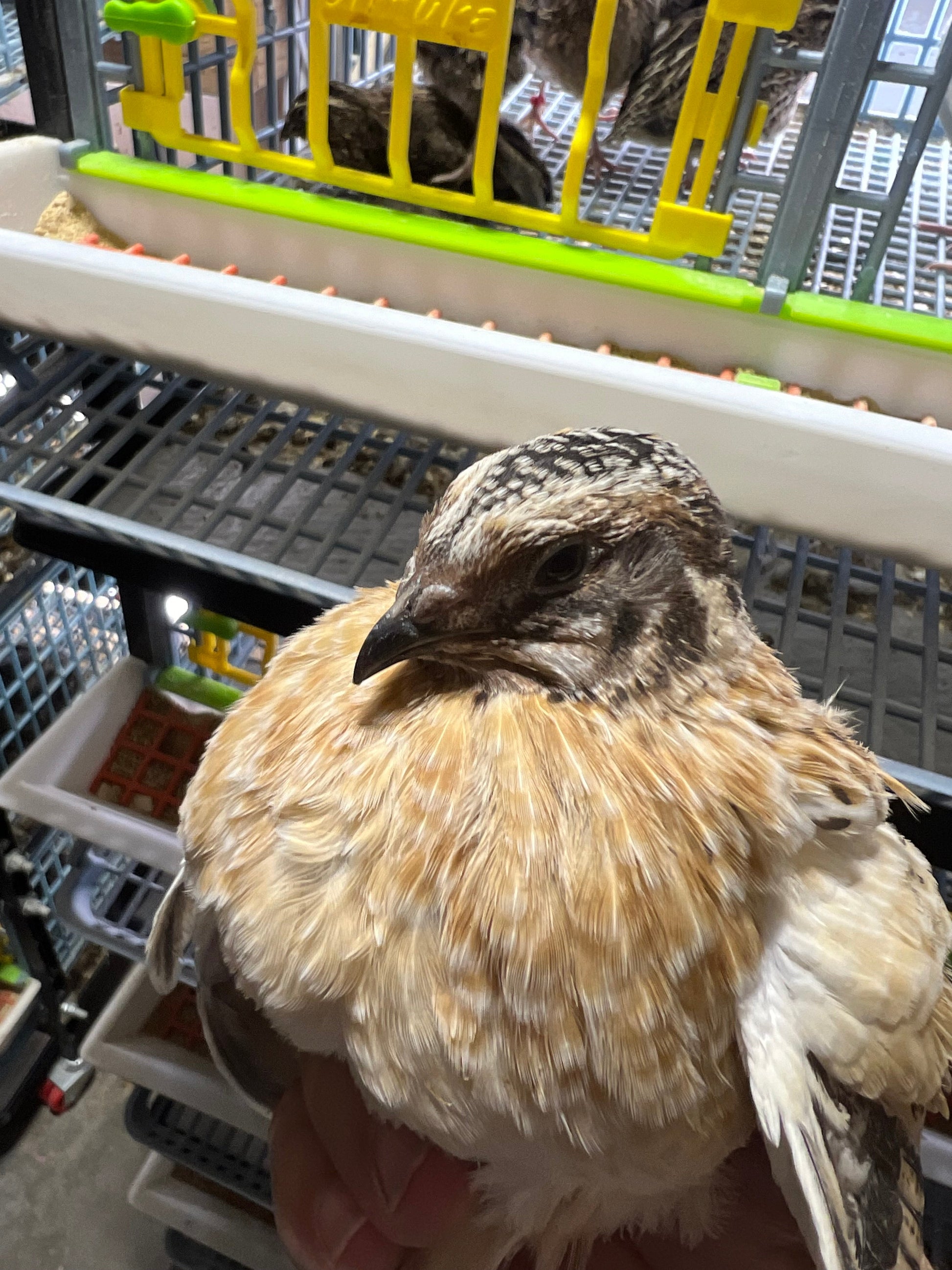 Jumbo Italian Quail Hatching Eggs Buddys Hatchery