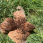 Red Range Coturnix Quail Hatching Eggs Egg Buddys Hatchery