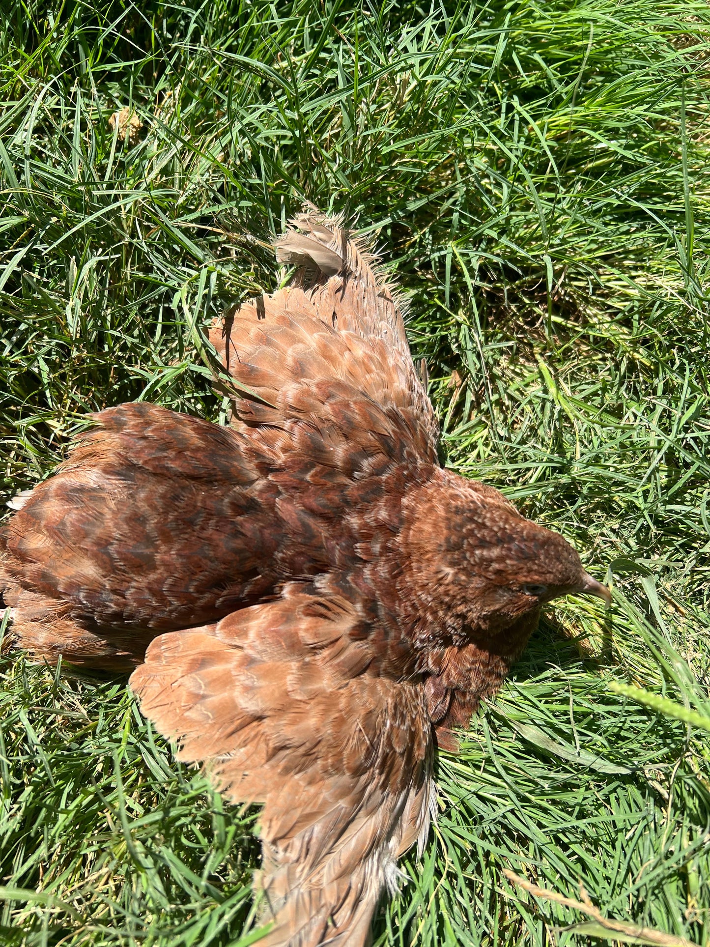 Red Range Coturnix Quail Hatching Eggs Egg Buddys Hatchery