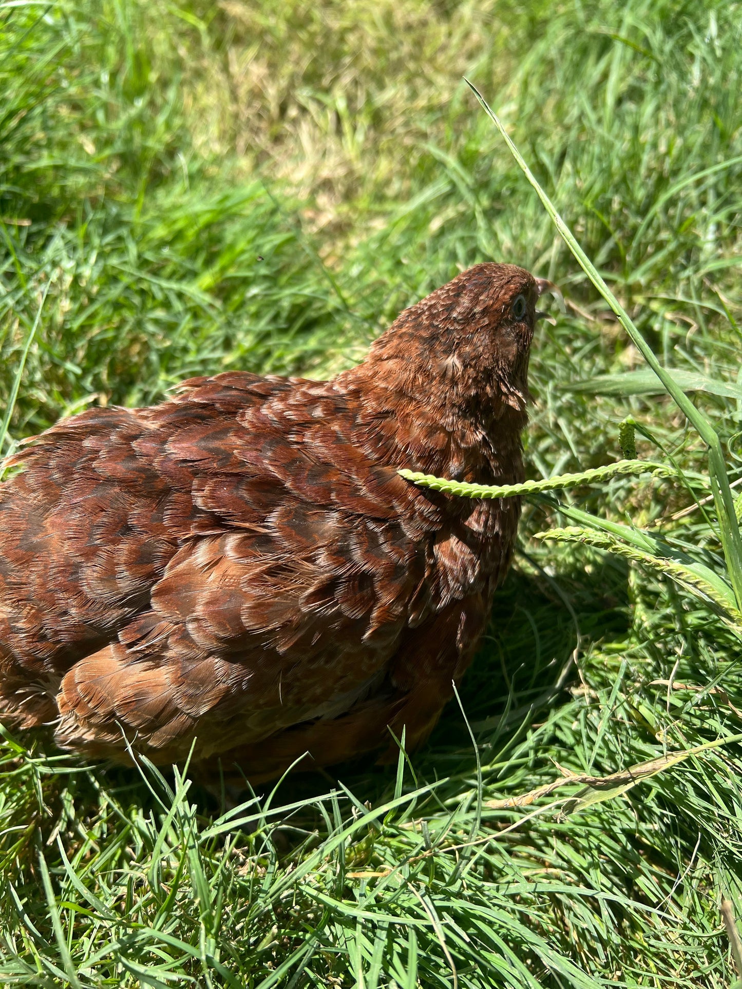 Red Range Coturnix Quail Hatching Eggs Egg Buddys Hatchery
