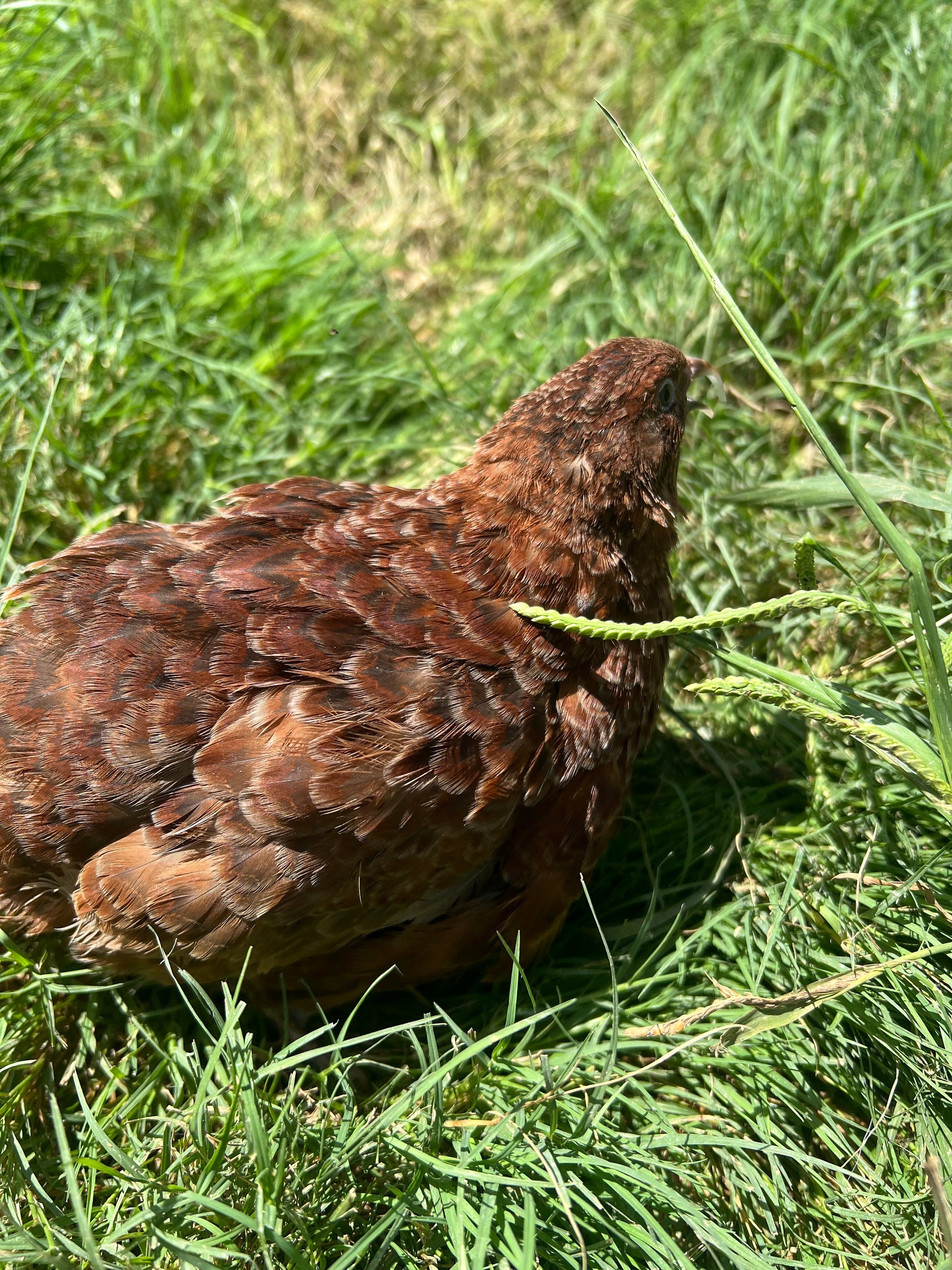 Red Range Coturnix Quail Hatching Eggs Egg Buddys Hatchery
