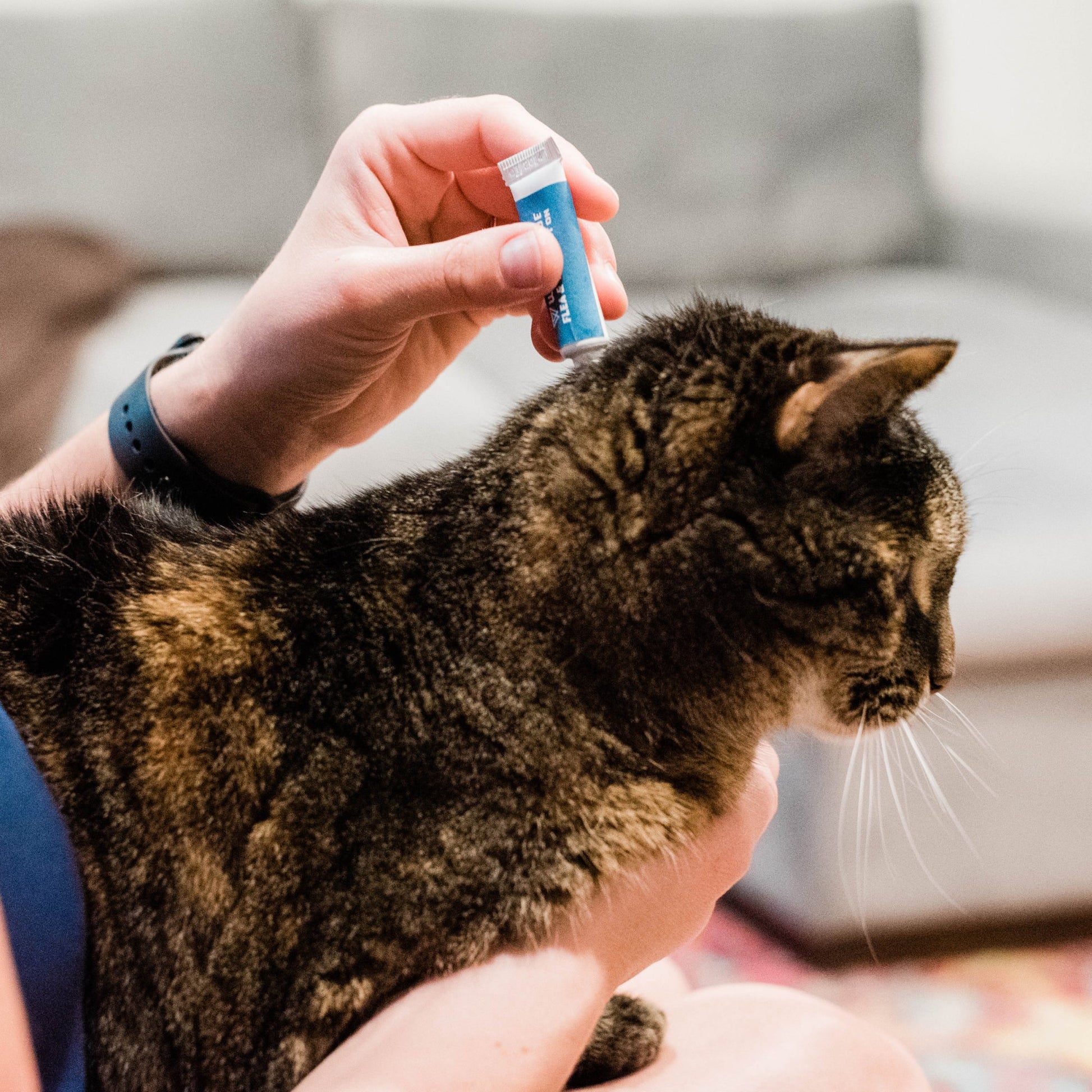 12-Month Flea & Tick Spot On for Dogs + Cats sale Wondercide