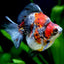 Ryukin Calico GOLDFISH Danaqua Live Fish & More