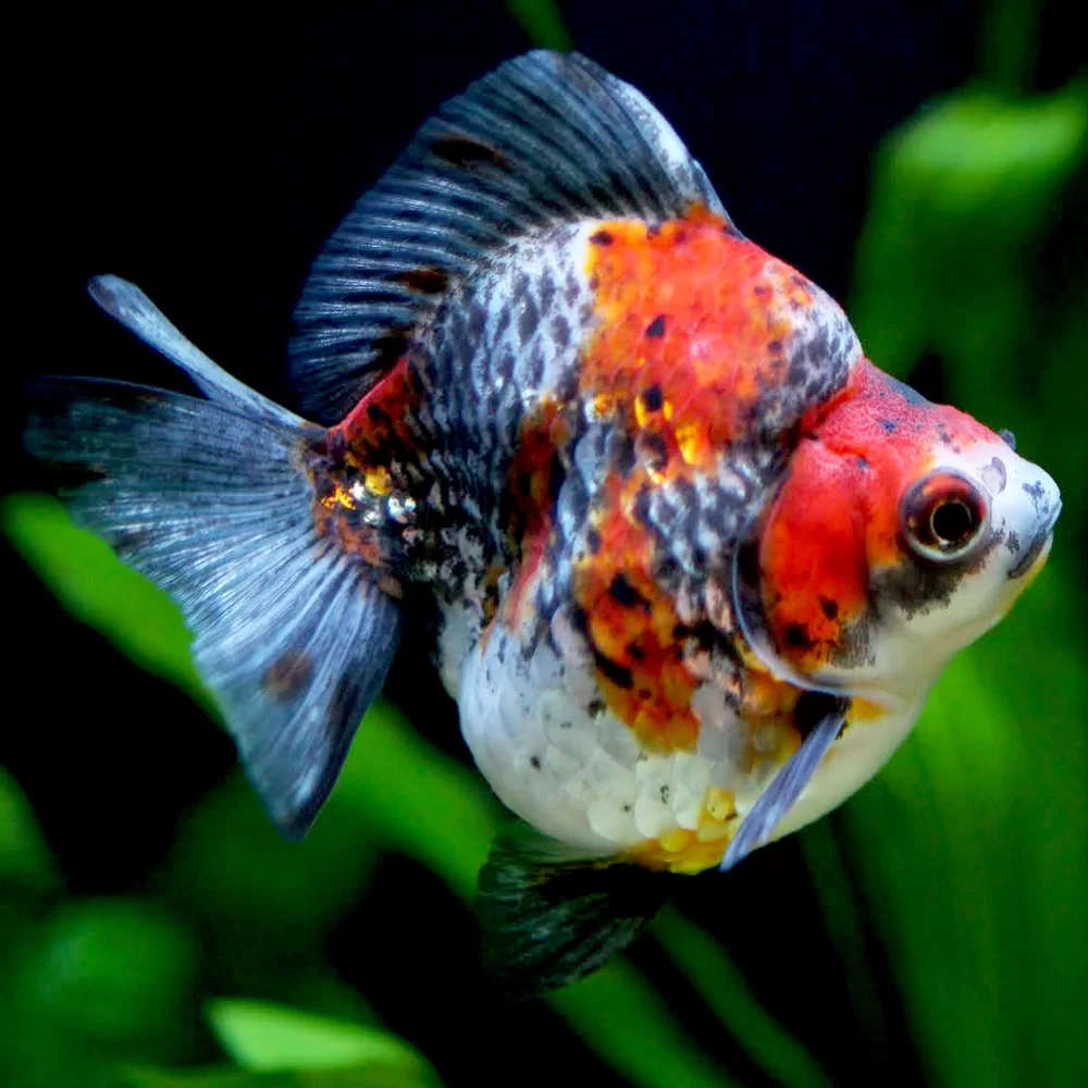 Ryukin Calico GOLDFISH Danaqua Live Fish & More