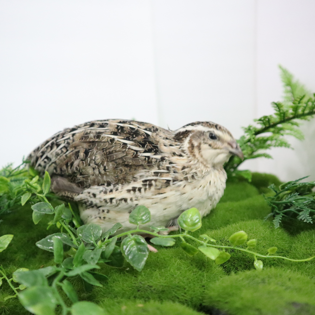 Fertile Quail Eggs – Choose Your Variety Calico Fertile Quail Eggs Buddys Hatchery
