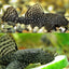 Bushynose Pleco (Bristlenose Plecostomus) PLECO Danaqua Live Fish & More