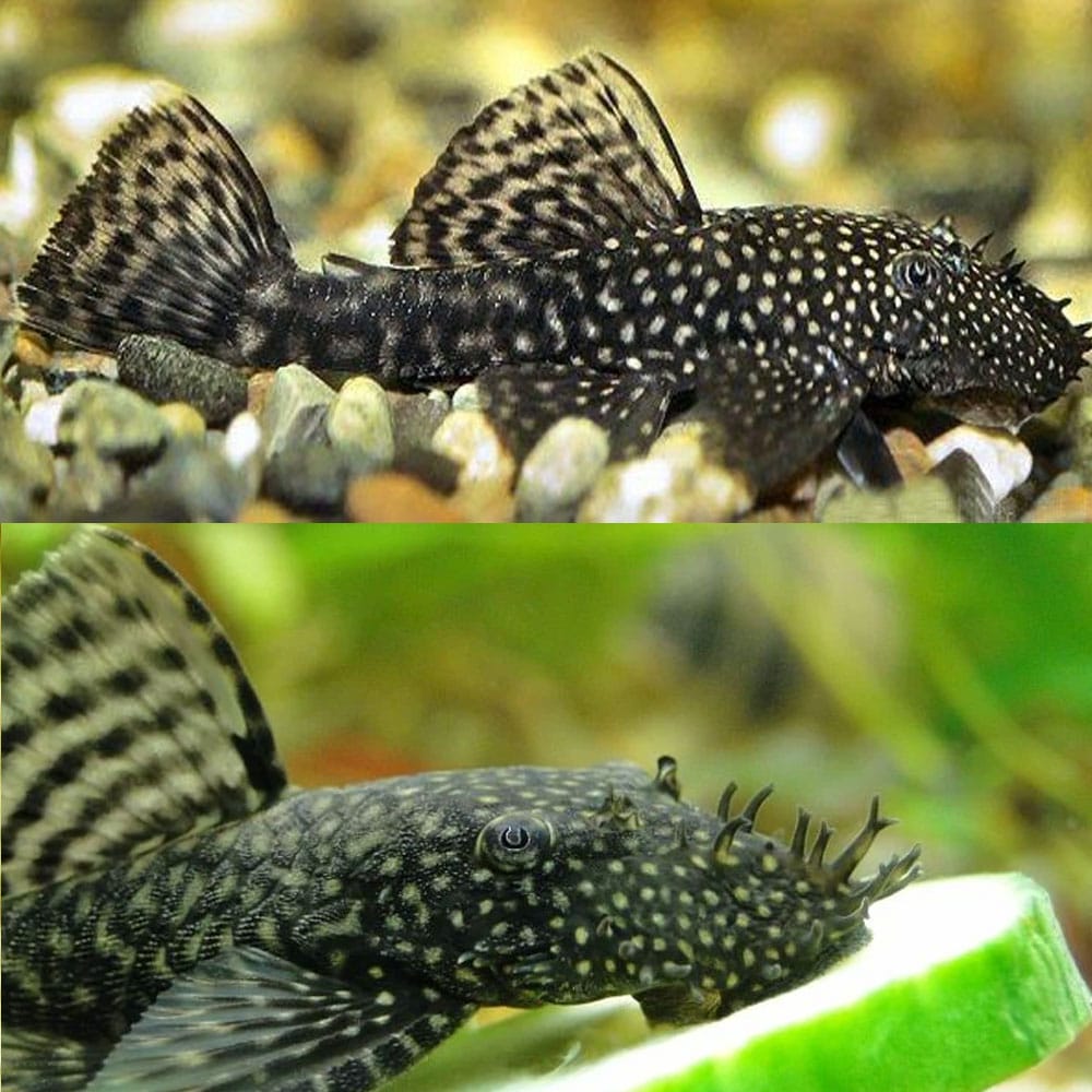 Bushynose Pleco (Bristlenose Plecostomus) PLECO Danaqua Live Fish & More