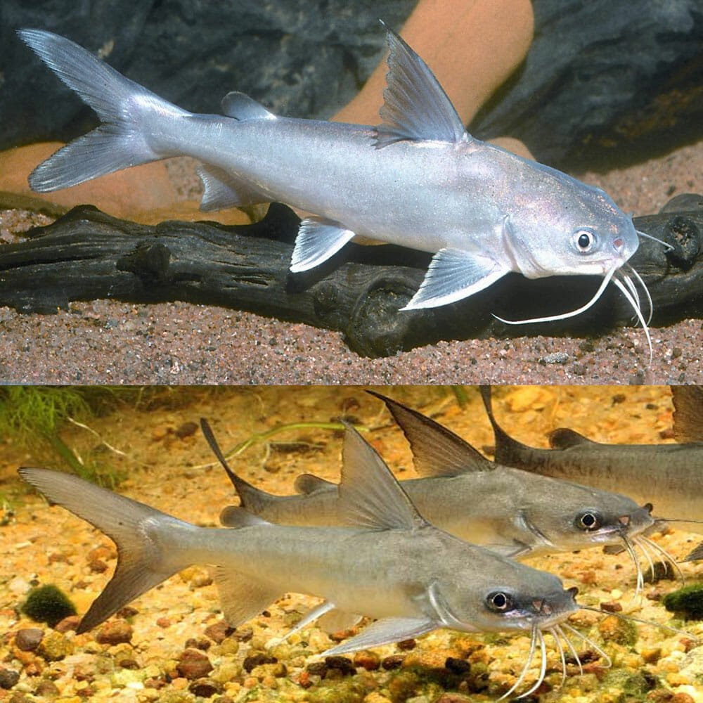 Salmon catfish CATFISH Danaqua Live Fish & More