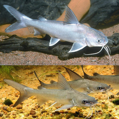 Salmon catfish CATFISH Danaqua Live Fish & More